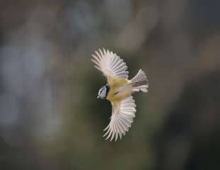 Blaumeise (Cyanistes caeruleu)