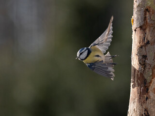 Blaumeise (Cyanistes caeruleu)