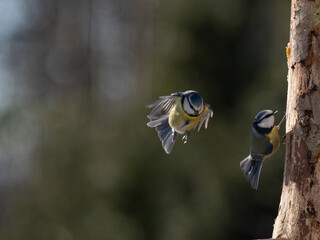 Blaumeise (Cyanistes caeruleu)