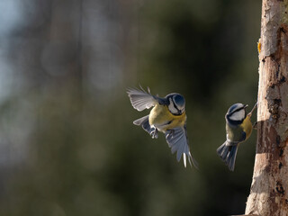 Blaumeise (Cyanistes caeruleu)