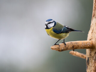 Obraz premium Blaumeise&nbsp;(Cyanistes caeruleu)