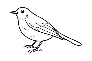 A cute Robin hand drawing clean line art illustration.eps