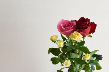 カラフルな薔薇