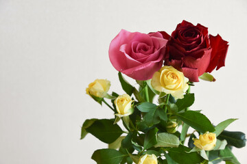 カラフルな薔薇