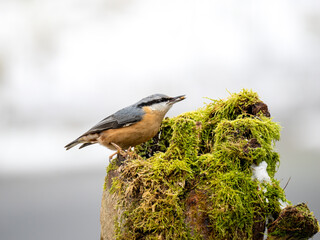 Kleiber (Sitta europaea)
