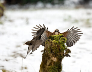 Eichelhäher (Garrulus glandarius)    