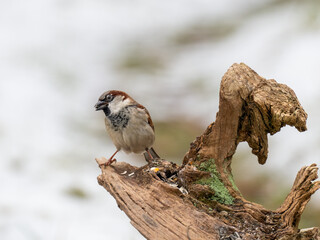 aussperling (Passer domesticus)