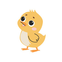Cute little chicken cartoon character vector Illustration on a white background