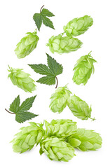 flying hop cones isolated on white background. Beer brewery concept. clipping path