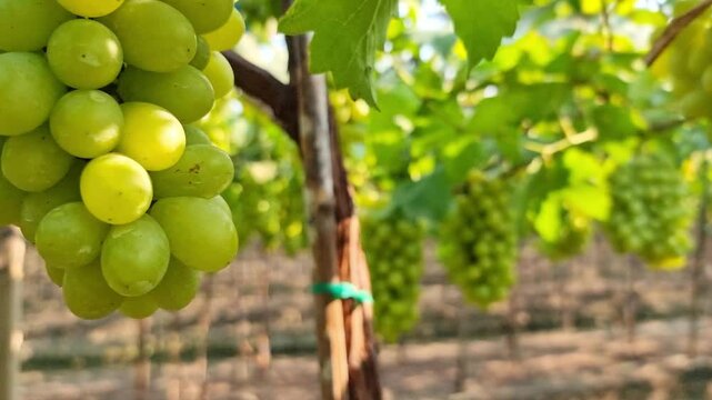 A wide shot capturing a full cluster of sweet green grapes perfectly ripe and ready for harvest These fruits destined for winemaking in Thailand, are meticulously grown on trellises