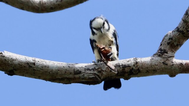 White fronted falconet or Bornean falconet perching in the wild