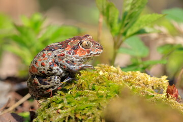 Pelobates fuscus, Czech republic