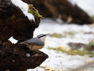 Kleiber (Sitta europaea)       