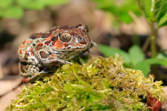 Pelobates fuscus, Czech republic