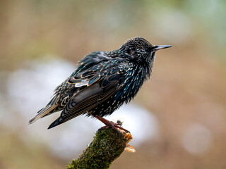 Naklejka premium Star (Sturnus vulgaris)