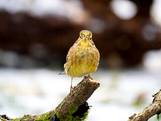 Goldammer (Emberiza citrinella)