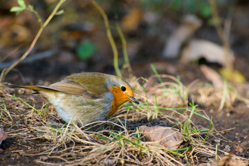 European robin standing on the ground close-up