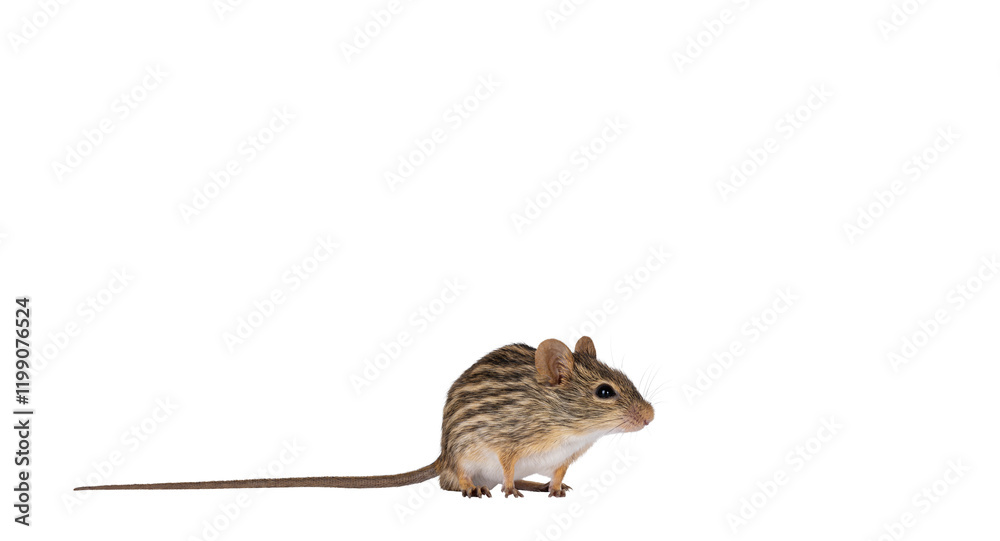Poster striped grass mouse standing side ways. head up. looking away from camera. copy space. isolated cuto