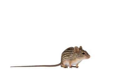 Striped grass mouse standing side ways. Head up. Looking away from camera. Copy space. Isolated cutout on a transparent background.