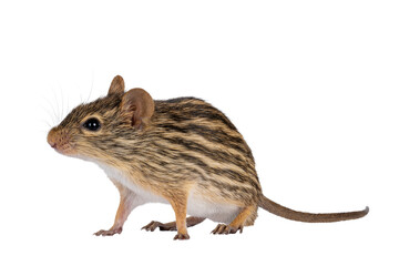 Striped grass mouse standing diagonal. Looking away from camera. Isolated cutout on a transparent...