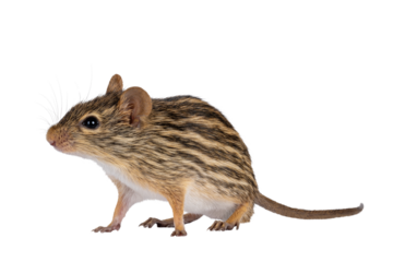Striped grass mouse standing diagonal. Looking away from camera. Isolated cutout on a transparent background.