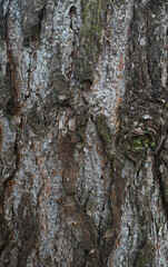 angiosperm, angiosperms, baltic pine, bark, bark texture, botany, brown, coniferous, detail, detailed, european red pine, evergreen, forest, gymnospermae, material, nature, pattern, pinaceae, pinales,
