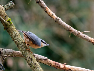 Kleiber (Sitta europaea)