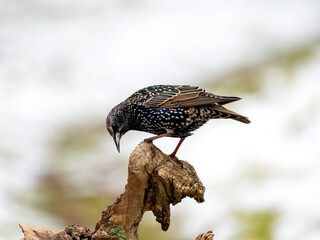  Star (Sturnus vulgaris)