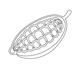 Cacao beans plant line isolated on white background