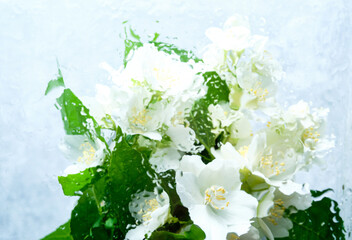 White Jasmine Flowers Behind Wet Glass. Aesthetic photo
