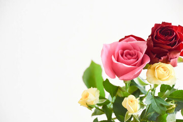 ピンクと黄色のばら