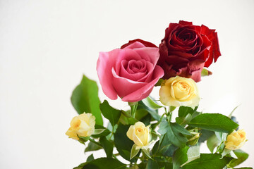 カラフルな薔薇
