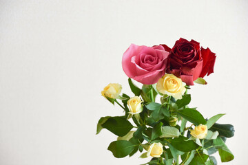 カラフルな薔薇