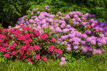 Bunte Rhododendronblüte, Close-Up, Deutschland