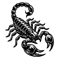 Scorpion Illustration