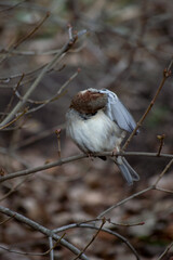 a sparrow sits on a branch in winter