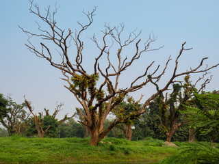 The Great Banyan Tree located in the Botanical Garden of Howrah, West Bengal, is more than 250 years old and was recorded to be the largest tree specimen in the world
