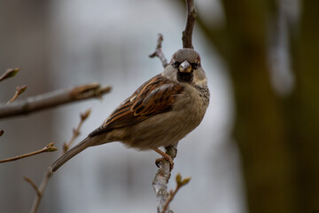 a sparrow sits on a branch in winter