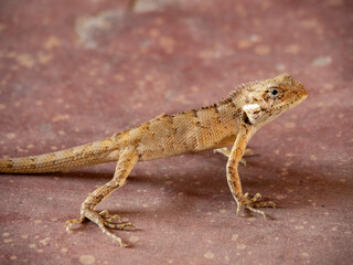 Indian garden lizard also known as oriental garden lizard. Well known for it's ability to change color. This beautiful reptile was clicked in hillocks of Lonavala in Maharashtra, India.