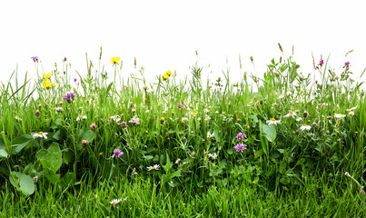 Fototapeta premium Vibrant wildflowers blooming in a lush green meadow, isolated on a white background. Perfect for adding a touch of nature to your designs.