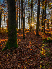 Fototapeta premium the shadow highway - die Schattenautobahn