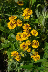Helenium 'Zimbelstern' ion close up