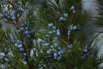 Drops of water on the evergreen branches in the garden