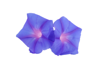 morning glory transparent png