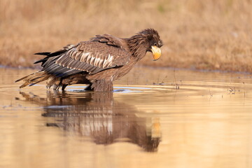 Stelleŕs seaeagle,  Haliaeetus pelagicus, Czech republic