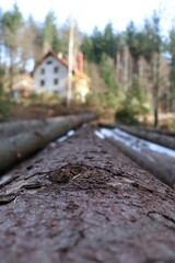 Drewno w g&oacute;rach 