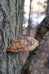 mushrooms on tree trunk