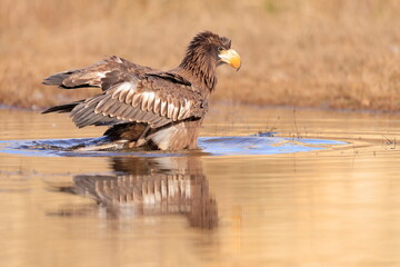 Stelleŕs seaeagle,  Haliaeetus pelagicus, Czech republic
