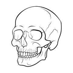 Skull