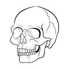 Skull
